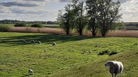 Schafe am Deich © Touristik-Palette Hude e.V.
